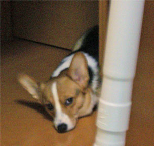 �����Ă�̂�I